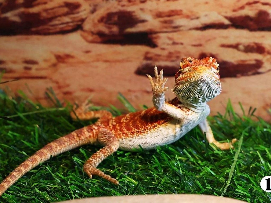 Гадюки, агамы и полозы: уральские таможенники приняли 500 рептилий