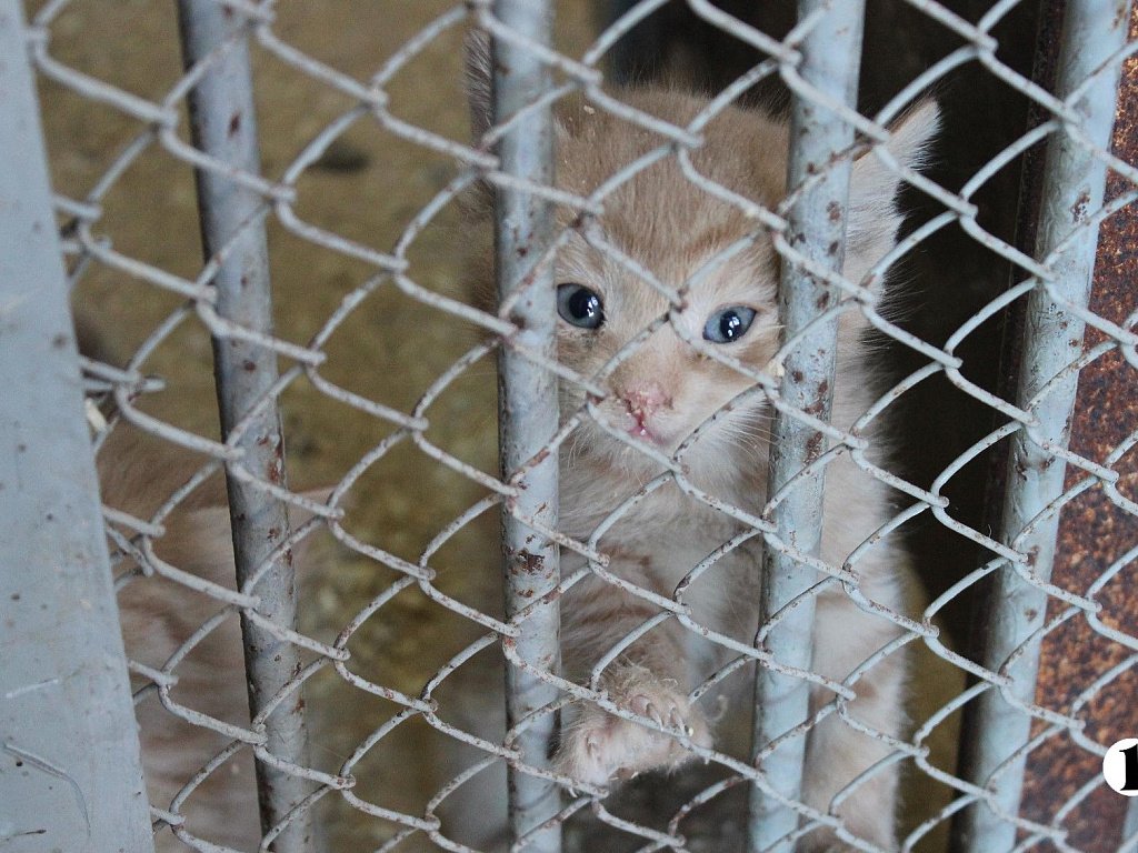 В Курчатовском районе Челябинска ввели карантин из‑за бешенства у кота
