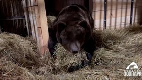 Медвежья зимовка: в Челябинском зоопарке готовят берлоги