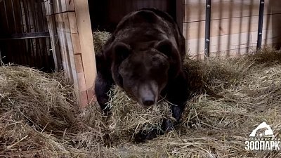 Медвежья зимовка: в Челябинском зоопарке готовят берлоги