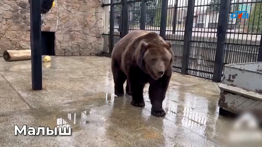 Медведи в Челябинском зоопарке готовятся к спячке
