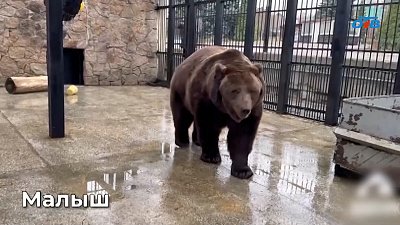 Медведи в Челябинском зоопарке готовятся к спячке