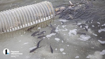 На Южном Урале увеличат производство рыбы на 10%