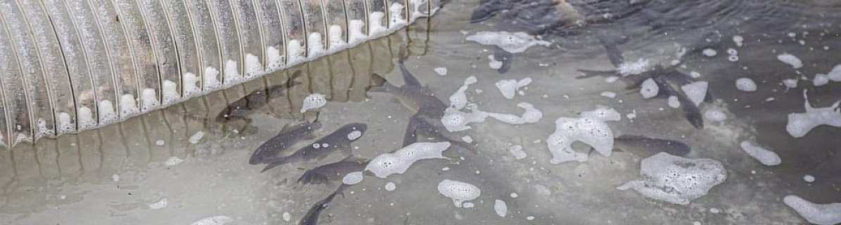На Южном Урале увеличат производство рыбы на 10%
