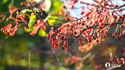 Солнечным и холодным выдастся день 4 ноября в Челябинской области