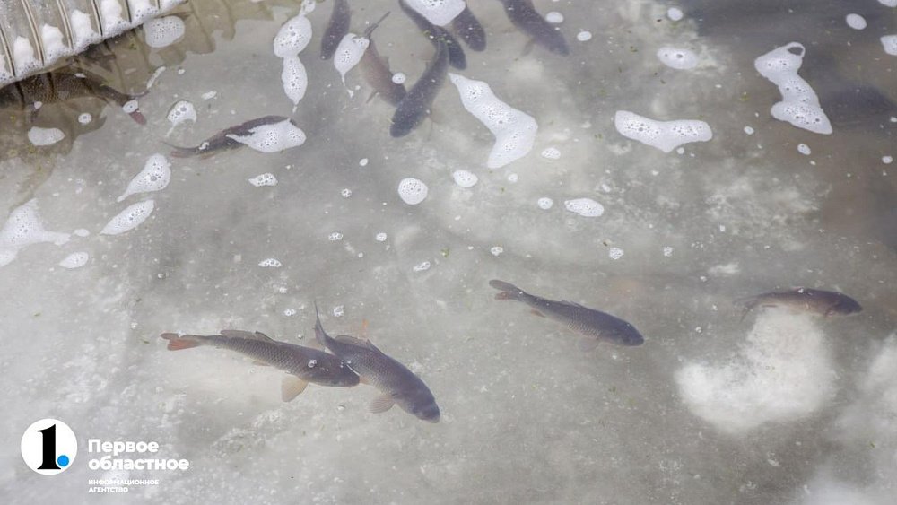 В Челябинской области в 2025 году вырастет производство рыбы