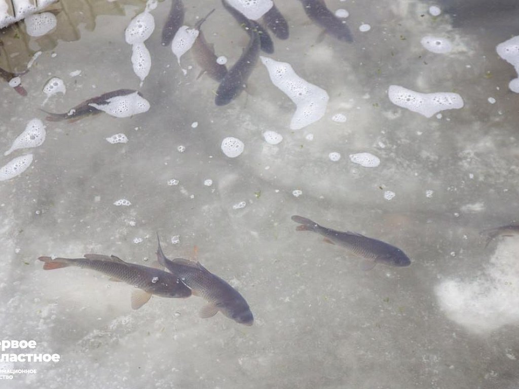 В Челябинской области в 2025 году вырастет производство рыбы