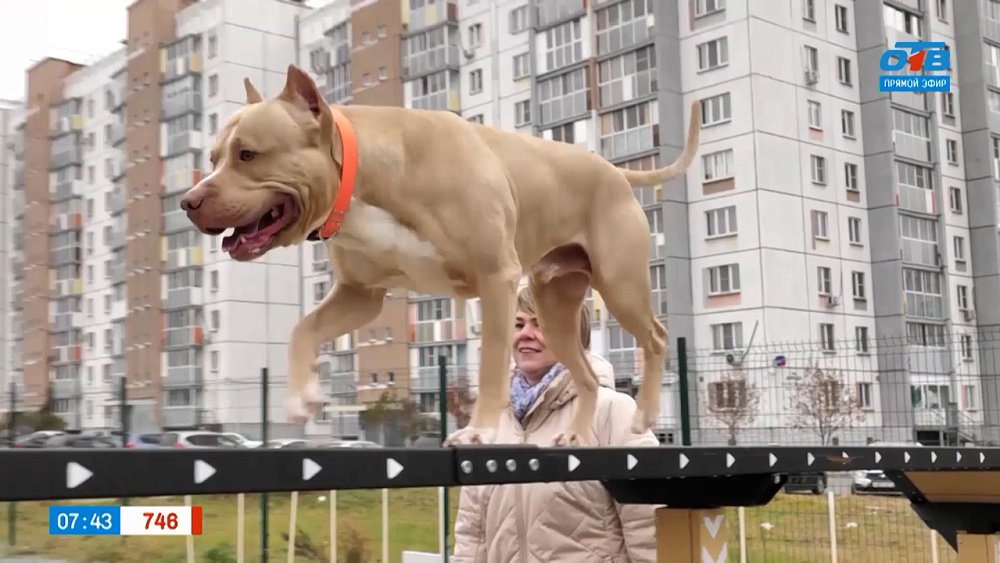 Питбули в рубрике «Усы, лапы и хвост»