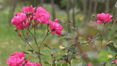 Как правильно укрывать розы?