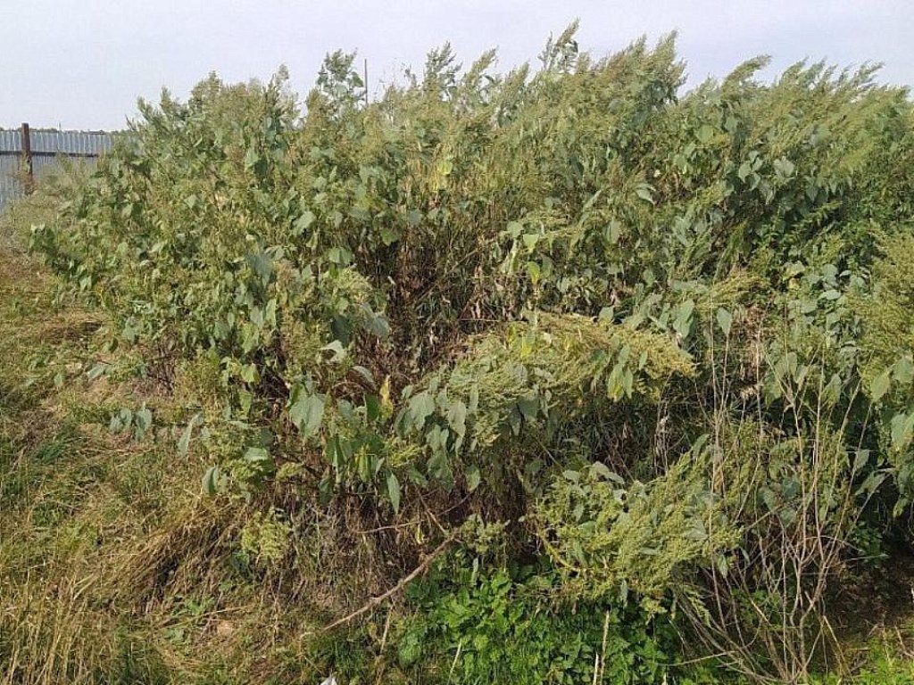 В Бурятии построят завод по утилизации павшего скота за 30,8 млн рублей