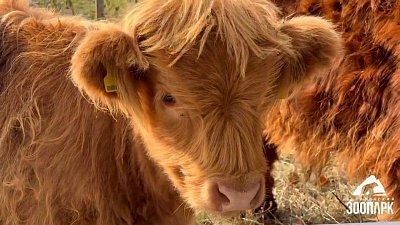 В Челябинском зоопарке поселились шотландские хайленды