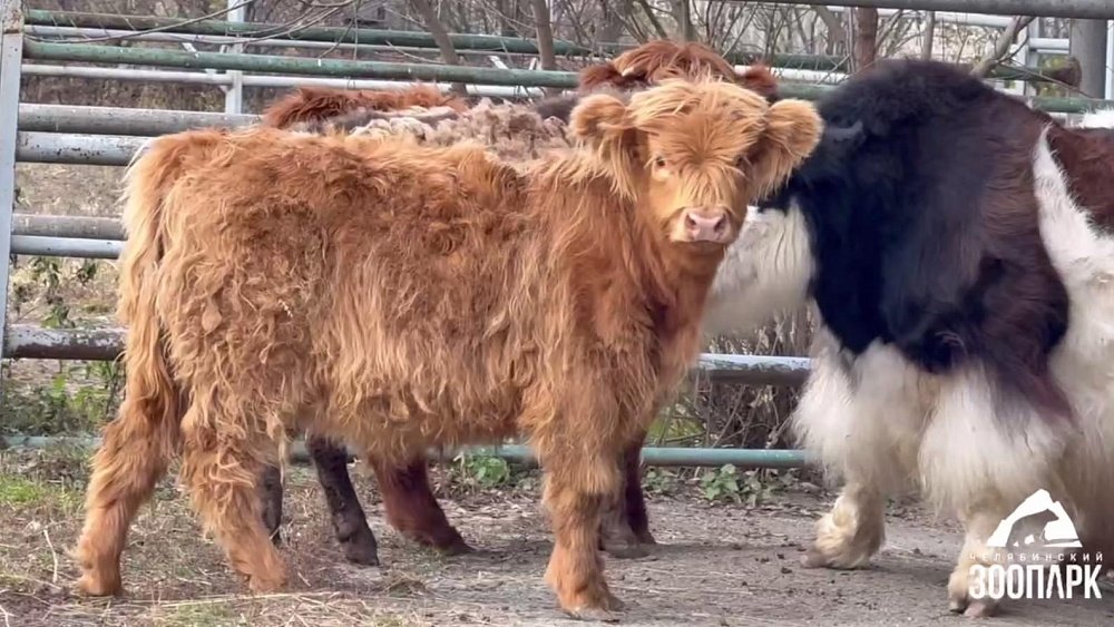 В челябинском зоопарке поселились шерстяные коровы