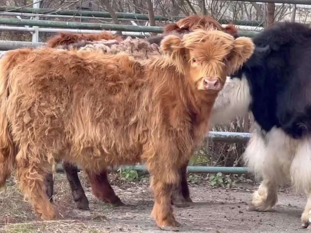 В челябинском зоопарке поселились шерстяные коровы