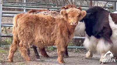 В челябинском зоопарке поселились шерстяные коровы