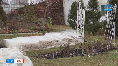 Отправляем розы на зимовку в рубрике «Руки садовода»