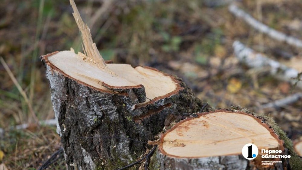 Южноуралец срубил берез на 300 тысяч рублей