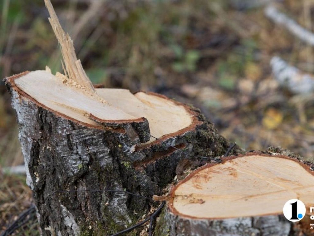 Южноуралец срубил берез на 300 тысяч рублей