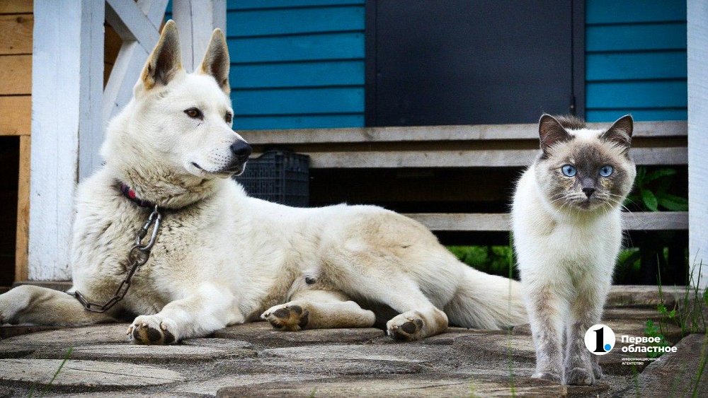 В Челябинской области возьмут на учет домашних собак и кошек