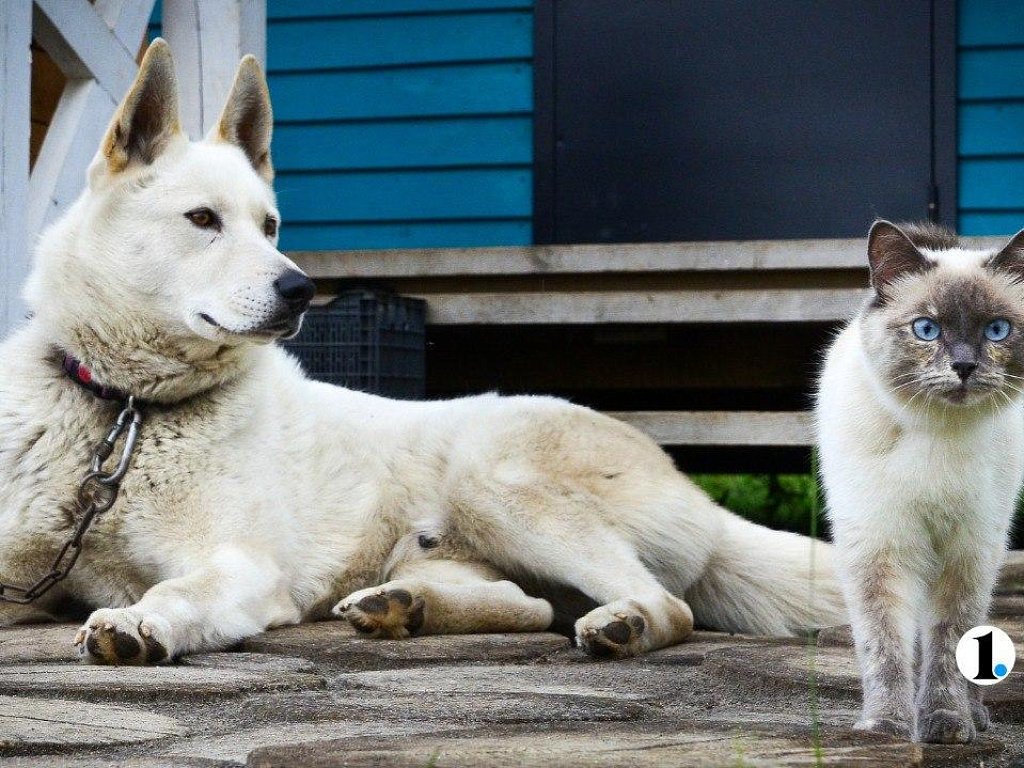 В Челябинской области возьмут на учет домашних собак и кошек