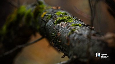 В лесу под Варной рецидивист незаконно срубил 18 берез