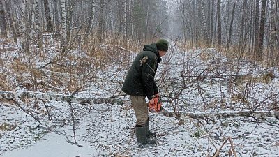 На Зигальге расчищают лесные дороги