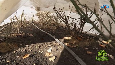 Как подготовить розы к зиме