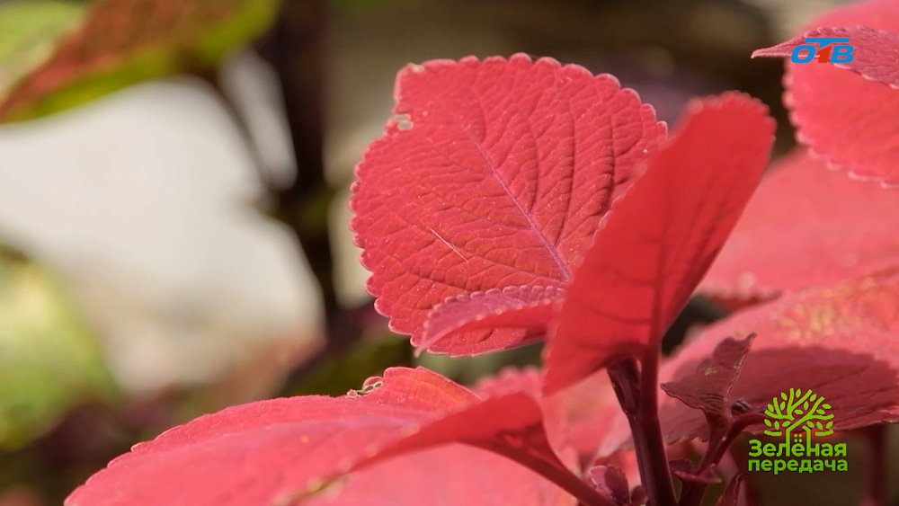 Найдена альтернатива петуниям для посадки в кашпо