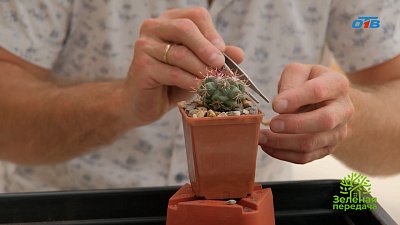 Как правильно пересадить кактус