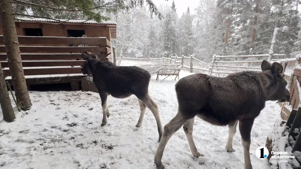 Спасенные в Тюмени лосята Лосяш и Луна освоились в нацпарке «Зюраткуль»