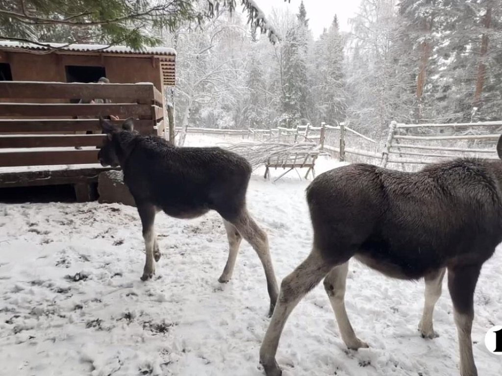 Спасенные в Тюмени лосята Лосяш и Луна освоились в нацпарке «Зюраткуль»