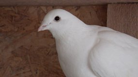 Южноуральские голубеводы получили награду на Национальном чемпионате России