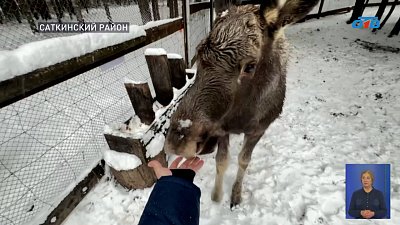 В дом лося «Сохатка» приехали новые жильцы