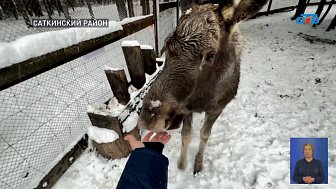 В дом лося «Сохатка» приехали новые жильцы