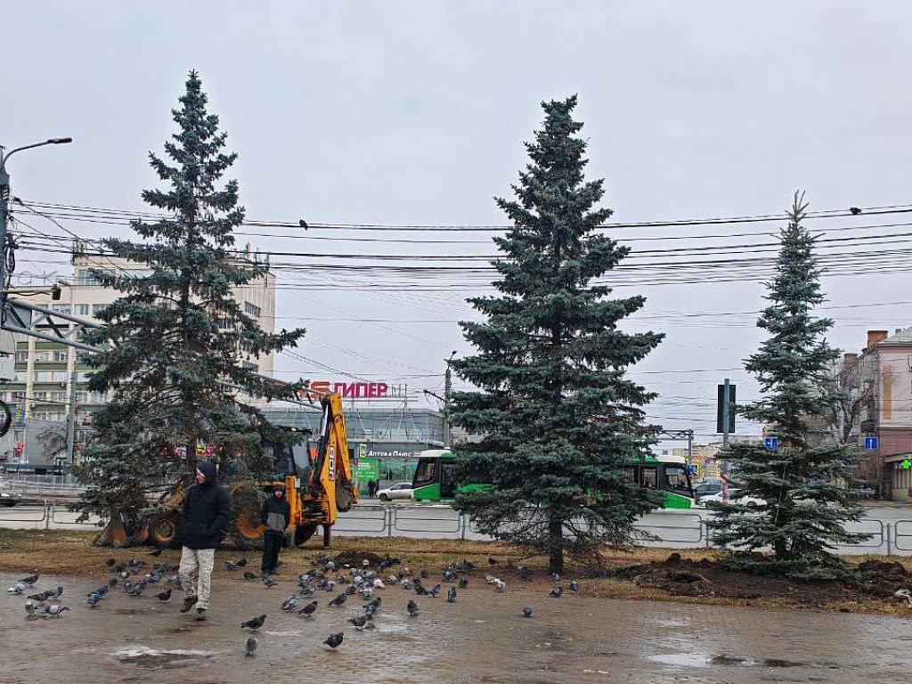 В центре Челябинска высадили семь больших голубых елей