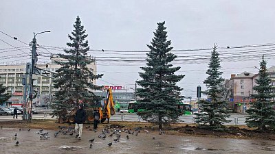 В центре Челябинска высадили семь больших голубых елей