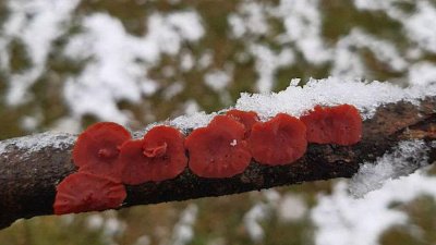 Жительница Челябинской области обнаружила мистический гриб