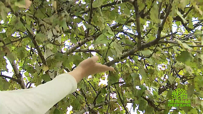 Нужно ли обрезать березы на садовых участках?