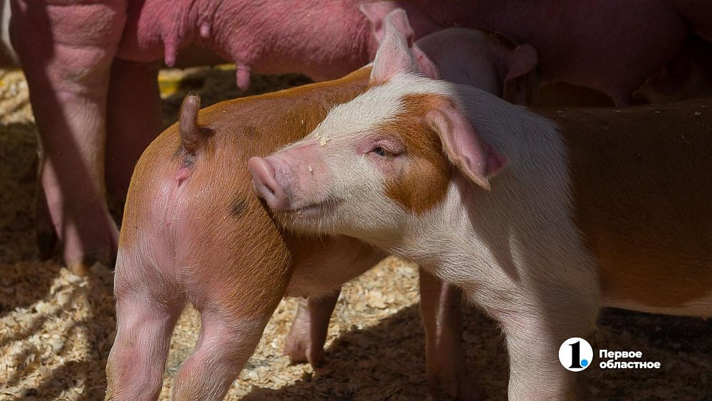 Жителю Челябинской области запретили держать свиней