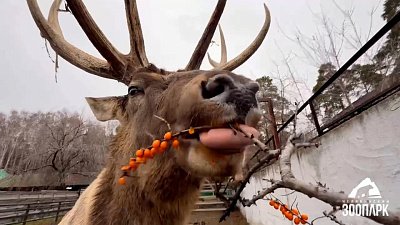 В Челябинском зоопарке марала угостили облепихой