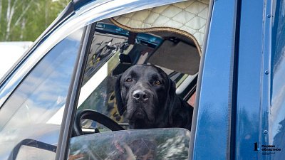 В Челябинской области 90% домашних собак и кошек чипируют для вывоза за границу