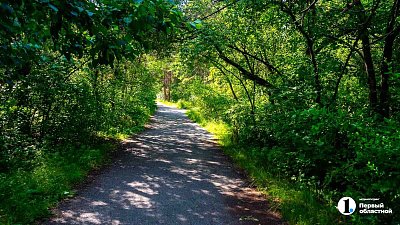 Челябинцы предложили обустроить в Никольской роще летний кинотеатр