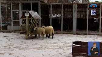 В Челябинском зоопарке очередное пополнение