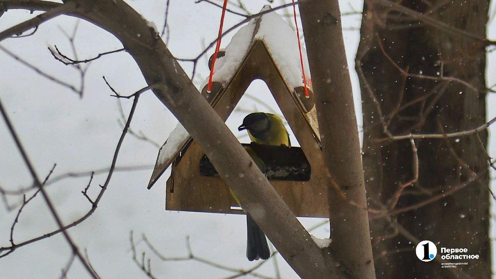 В нацпарках Челябинской области начинают зимнюю подкормку птиц