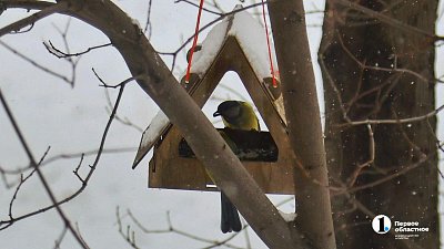 В нацпарках Челябинской области начинают зимнюю подкормку птиц