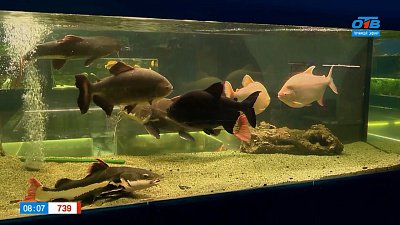 Дом-аквариум в рубрике «Усы, лапы и хвост»