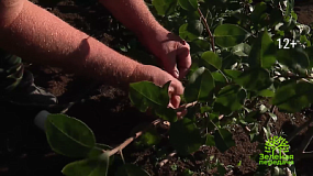 Как переводить деревья в стланцевую форму
