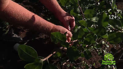 Как переводить деревья в стланцевую форму