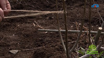 Как адаптировать плодовые деревья к зимовке