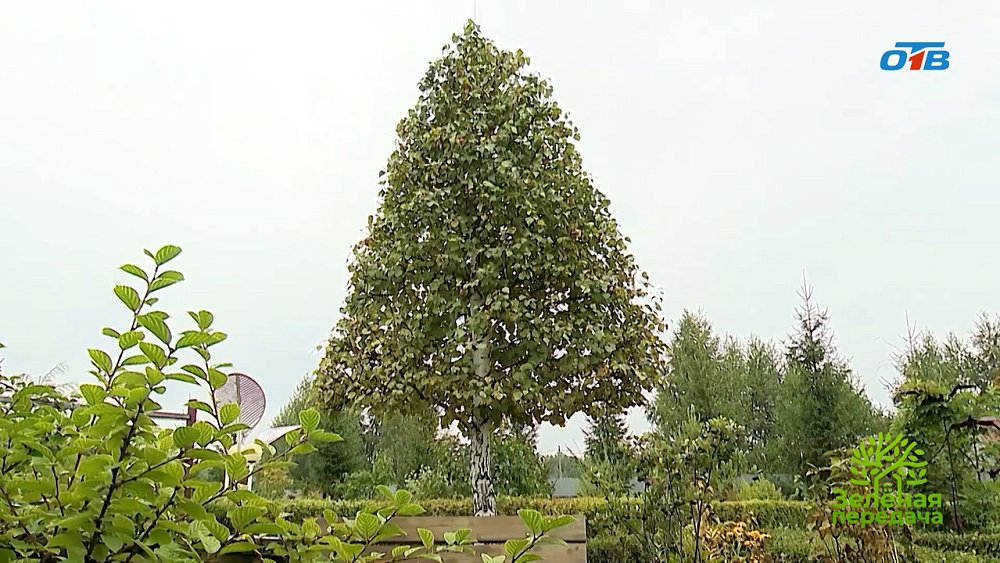 Южноуральский эксперт настраивает на формировании березы