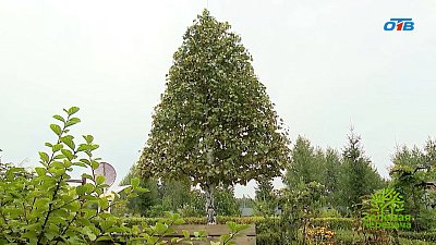 Южноуральский эксперт настраивает на формировании березы